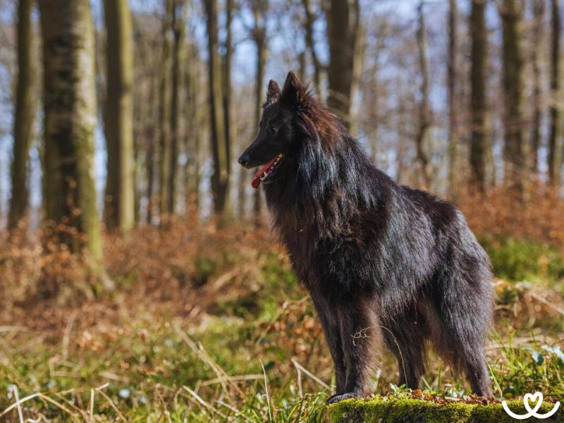 Plemeno-belgicky-ovcak-groenendael (13)